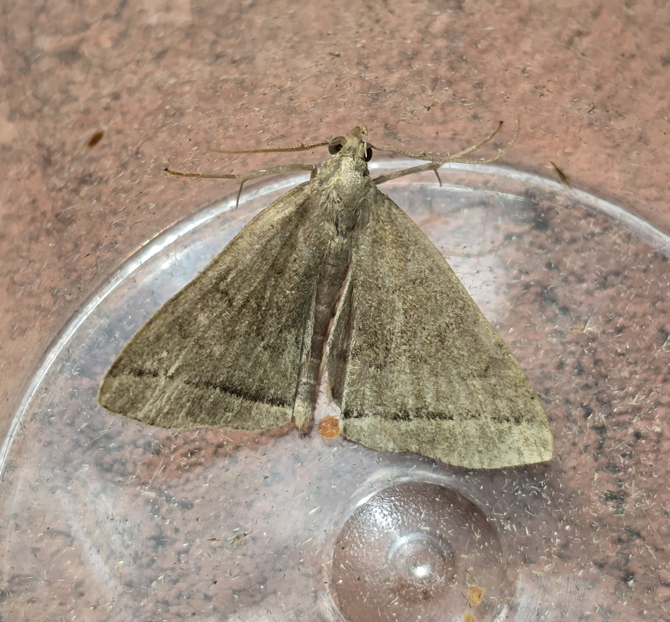 Photo of Plumed Fan-foot (Pechipogo plumigeralis)